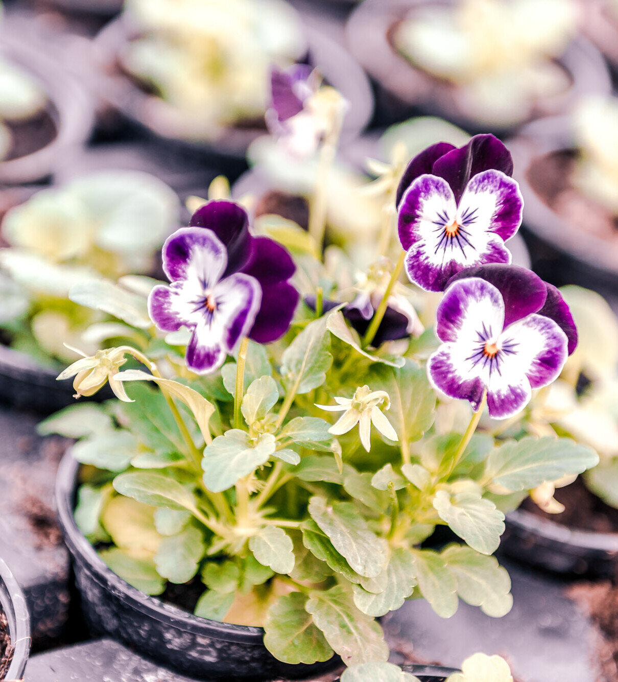 Violett-weiße Stiefmütterchen in Pflanztöpfen einer Gärtnerei, gesunde Jungpflanzen bereit zum Auspflanzen.